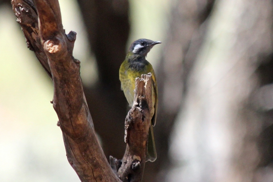 White-eared Honeyeater (Lichenostomus leucotis)